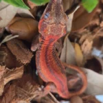 Red Super Six Stripe