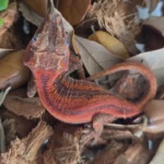 *Holdback Release* Red Super Six Stripe - Image 3