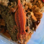 *Holdback Release* Red Super Six Stripe - Image 5