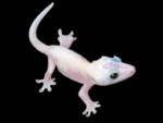 Buy Black Eyed Leucistic Crested Gecko.