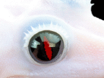 Black Eyed Leucistic Crested Gecko - Image 2