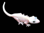 Black Eyed Leucistic Crested Gecko - Image 3