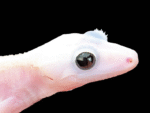Black Eyed Leucistic Crested Gecko - Image 4