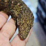 Yate KKS 50 Leachianus Geckos - Image 2