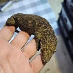 Yate KKS 50 Leachianus Gecko