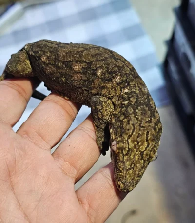 Yate KKS 50 Leachianus Gecko