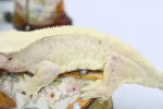 Unique Crested Geckos Adult - Image 3