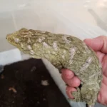 Leachianus Gecko