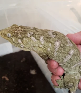 Leachianus Gecko