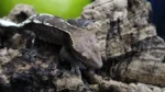Cappuccino Male Crested Gecko CAP16 - Image 4