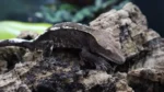 Cappuccino Male Crested Gecko CAP16 - Image 2