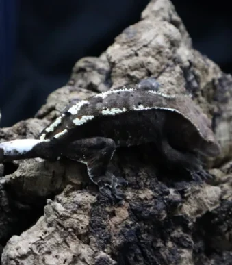 Cappuccino Male Crested Gecko