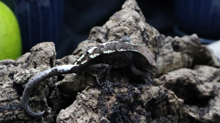 Cappuccino Male Crested Gecko