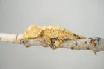 Extreme Harlequin Crested Gecko for sale