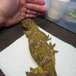 RTB Moro X GT Leachianus Geckos Adult - Image 3