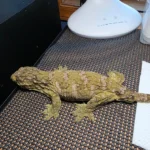 RTB Moro X GT Leachianus Geckos Adult - Image 2