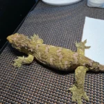 Ready to breed Leachianus Gecko