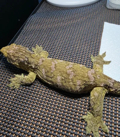 Ready to breed Leachianus Gecko