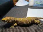 RTB Moro X GT Leachianus Geckos Adult - Image 4
