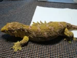 RTB Moro X GT Leachianus Geckos Adult - Image 5
