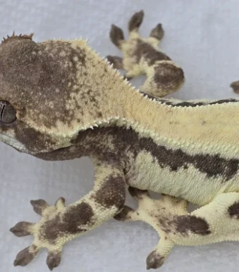 Buy Sable Lilly Crested Geckos