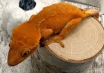 Red Orange Crested Geckos - Image 2