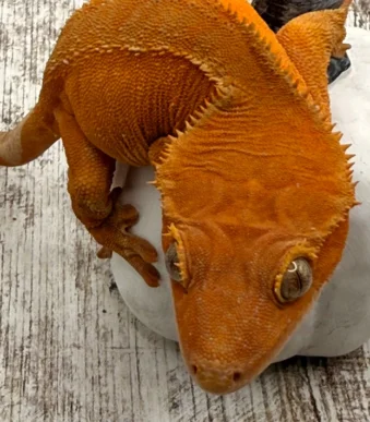 Red Orange Crested Gecko for sale