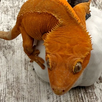 Red Orange Crested Gecko for sale