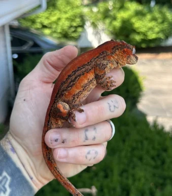 Six Stripe Crested Gecko