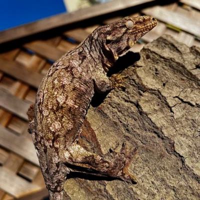 New Caledonian Giant Gecko
