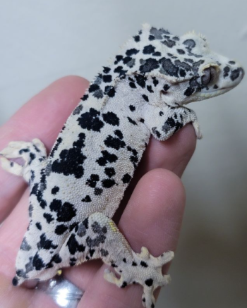 Designer Crested Geckos for sale