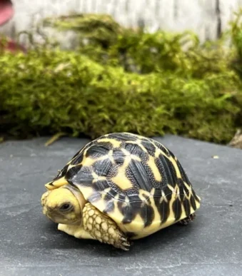 Burmese Star Tortoise fro sale