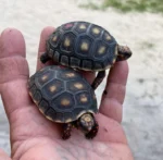 Het Albino Redfoot Tortoises