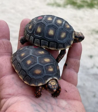 Het Albino Redfoot Tortoises
