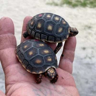 Het Albino Redfoot Tortoises