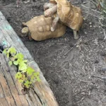 100% Het Albino Redfoot - Image 3