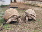 Large "Pair" Aldabra Tortoises - Image 3