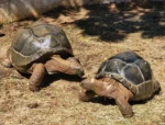 Large "Pair" Aldabra Tortoises - Image 2
