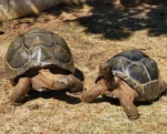 Large "Pair" Aldabra Tortoises