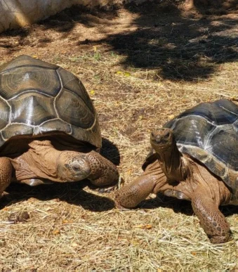 Large "Pair" Aldabra Tortoises