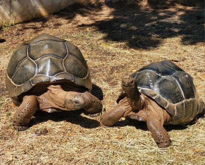 20240713154039.707-b9cb21470a454a4290e2-710x710h Large "Pair" Aldabra Tortoises