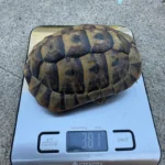 3 CB Testudo Graeca Terrestris - Image 6