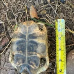 3 CB Testudo Graeca Terrestris - Image 5