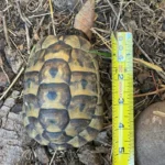 3 CB Testudo Graeca Terrestris - Image 4