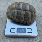 3 CB Testudo Graeca Terrestris - Image 3