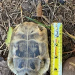 3 CB Testudo Graeca Terrestris - Image 2