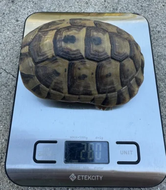 aptive-Bred Testudo graeca terrestris for Sale