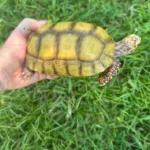 5.5” Hypomelanistic Redfoot Tortoise - Image 5