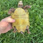 5.5” Hypomelanistic Redfoot Tortoise - Image 4