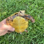 5.5” Hypomelanistic Redfoot Tortoise - Image 3